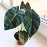 Alokazja / Alocasia Golden Bone