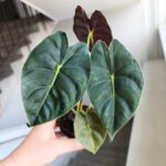 Alokazja / Alocasia Golden Bone - obrazek 4