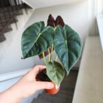 Alokazja / Alocasia Golden Bone - obrazek 2