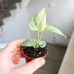 Amydrium medium Silver Variegata - obrazek 8