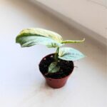 Amydrium medium Silver Variegata - obrazek 7