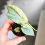 Amydrium medium Silver Variegata - obrazek 6