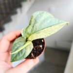 Amydrium medium Silver Variegata