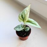 Amydrium medium Silver Variegata - obrazek 4