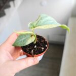 Amydrium medium Silver Variegata - obrazek 3