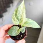 Amydrium medium Silver Variegata - obrazek 2