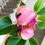 Anthurium / Anturium Baby Purple - obrazek 10