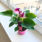 Anthurium / Anturium Baby Purple - obrazek 9