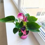 Anthurium / Anturium Baby Purple - obrazek 8