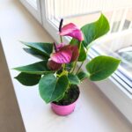 Anthurium / Anturium Baby Purple - obrazek 7