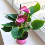 Anthurium / Anturium Baby Purple