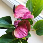 Anthurium / Anturium Baby Purple - obrazek 6