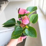 Anthurium / Anturium Baby Purple - obrazek 5