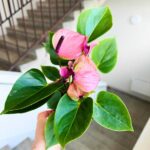 Anthurium / Anturium Baby Purple - obrazek 4