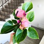 Anthurium / Anturium Baby Purple - obrazek 3