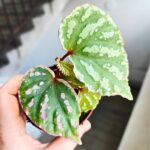 Begonia Cream Powder - obrazek 6