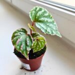 Begonia Cream Powder - obrazek 5