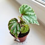 Begonia Cream Powder - obrazek 4