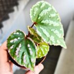 Begonia Cream Powder