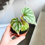 Begonia Cream Powder - obrazek 2