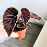 Begonia Darthvaderiana Green Spot - obrazek 6