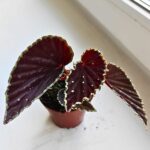 Begonia Darthvaderiana Green Spot - obrazek 5