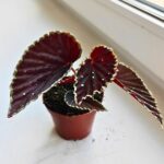 Begonia Darthvaderiana Green Spot - obrazek 4