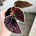 Begonia Darthvaderiana Green Spot - obrazek 3