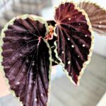 Begonia Darthvaderiana Green Spot