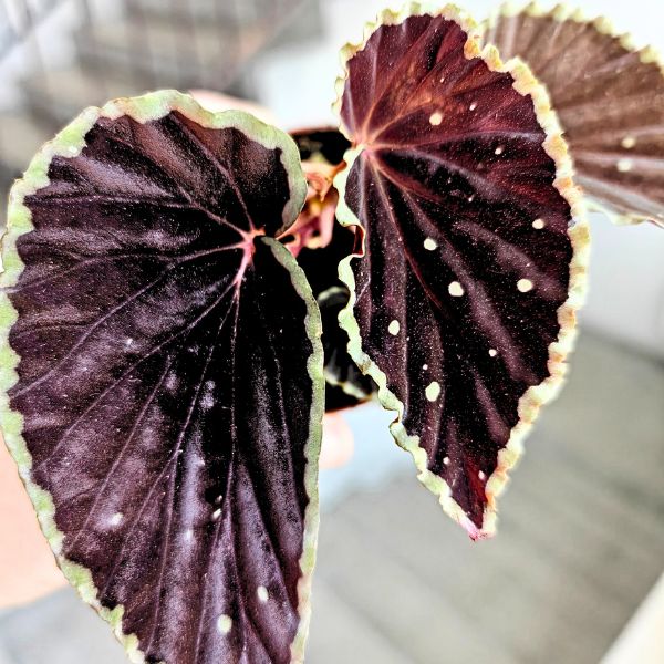 begonia darthvaderiana green spot (5) Begonia Darthvaderiana Green Spot - obrazek 1