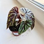 Begonia Filiformis Irmsch - obrazek 7