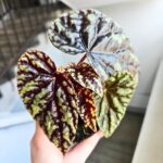 Begonia Filiformis Irmsch - obrazek 6