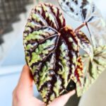 Begonia Filiformis Irmsch