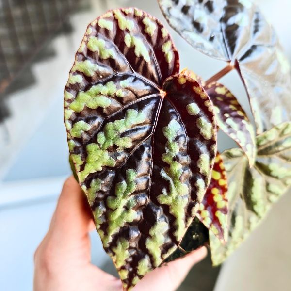 begonia filiformis irmsch (3) Begonia Filiformis Irmsch - obrazek 1