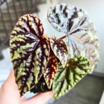 Begonia Filiformis Irmsch - obrazek 4