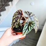 Begonia Filiformis Irmsch - obrazek 3