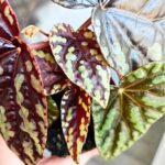 Begonia Filiformis Irmsch - obrazek 2