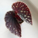 Begonia Fire Fly - obrazek 6