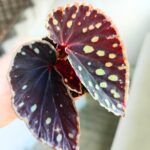 Begonia Fire Fly - obrazek 5