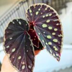 Begonia Fire Fly