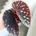 Begonia Fire Fly - obrazek 3