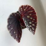 Begonia Fire Fly - obrazek 2