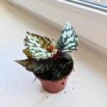 Begonia Lucifer - obrazek 6
