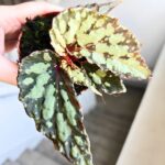 Begonia Lucifer - obrazek 5