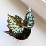 Begonia Lucifer - obrazek 4