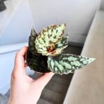 Begonia Lucifer - obrazek 3