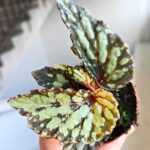 Begonia Lucifer