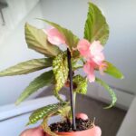 Begonia maculata SILVER SPOT - obrazek 12