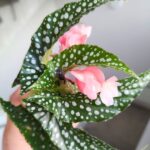 Begonia maculata SILVER SPOT - obrazek 10