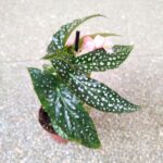 Begonia maculata SILVER SPOT - obrazek 11